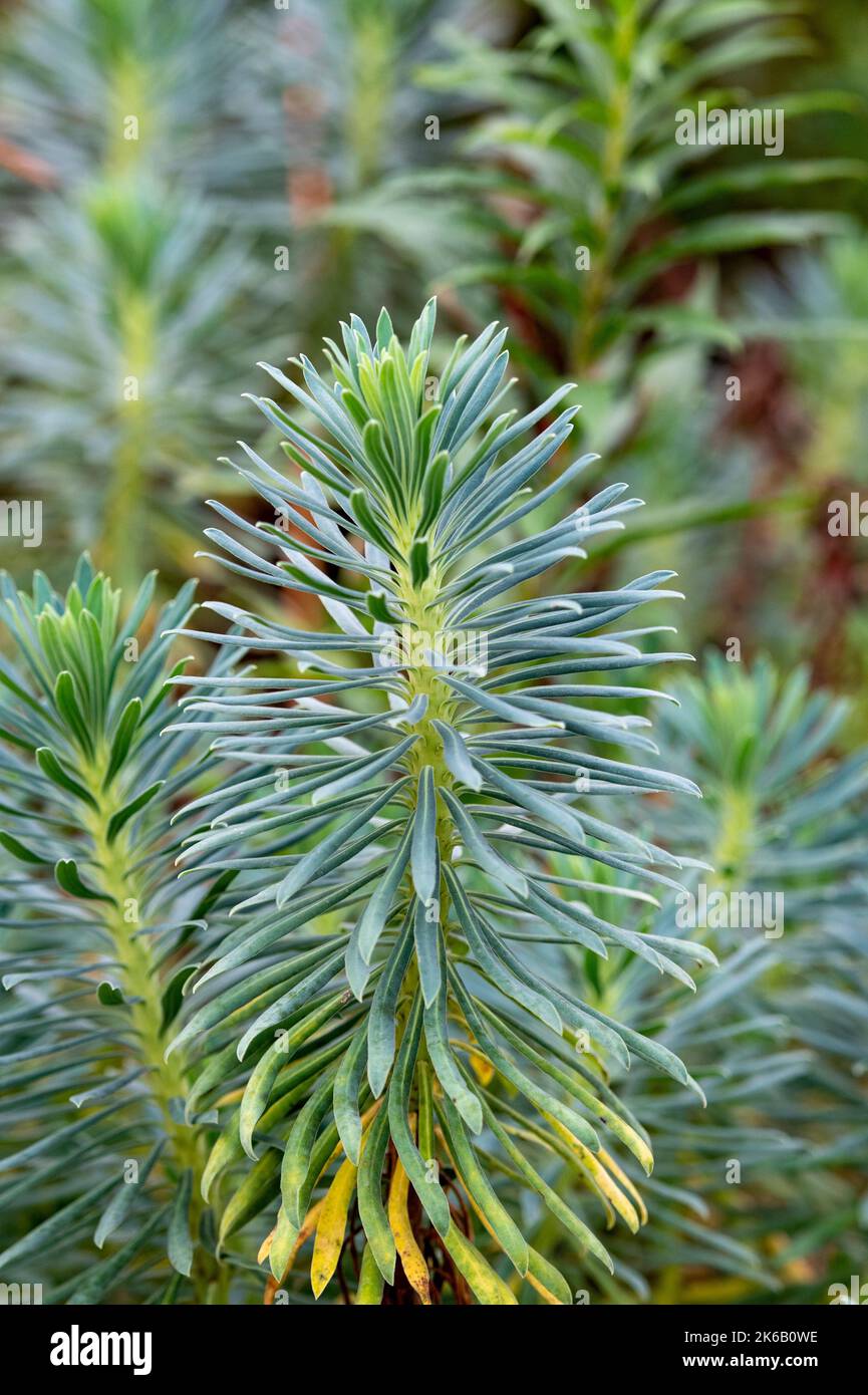 euphorbia charcias, mediterraner Sprudel, saftige Pflanzen, Gartenpflanzen, mediterrane Pflanzen, Gärtnerische Sukkulenten. Stockfoto