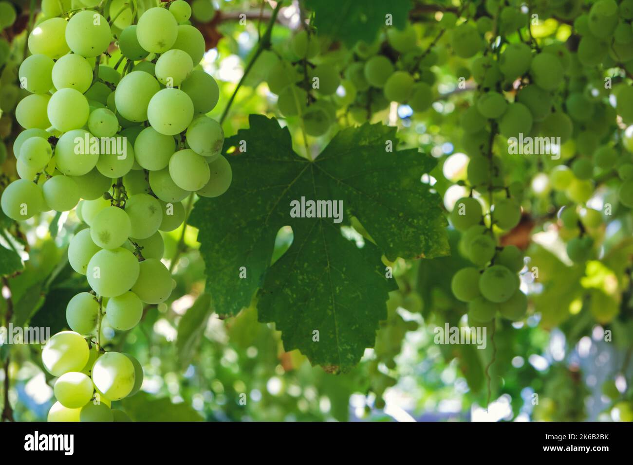 Reife grüne Traube im Weinberg. Trauben grün schmecken süß wächst natürlich. Grüne Traube auf der Rebe im Garten. Bild herunterladen Stockfoto