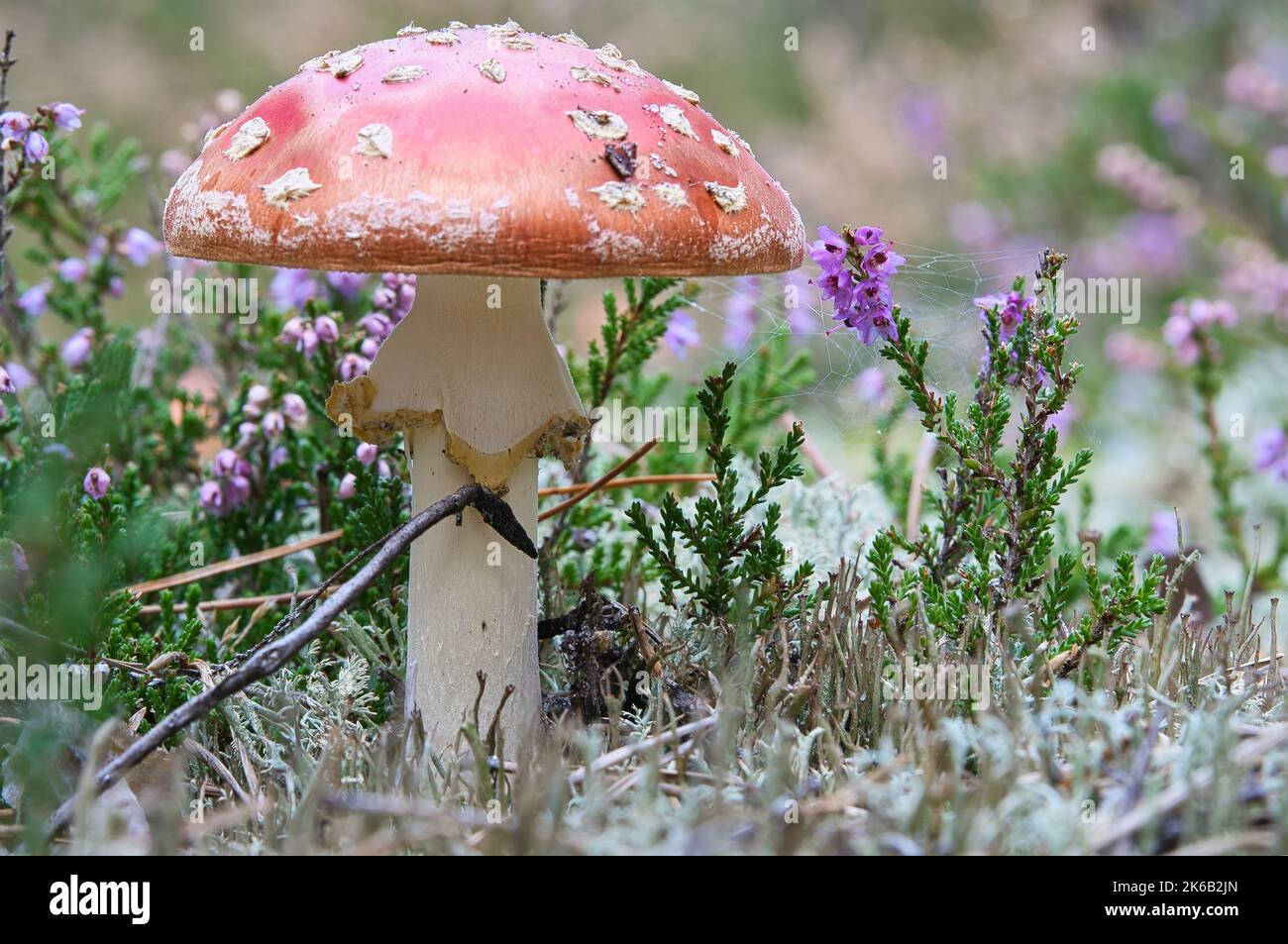 Krötenhocker in einem Heidefeld im Wald. Giftiger Pilz. Rote Mütze mit weißen Flecken. Nahaufnahme der Natur im Wald Stockfoto