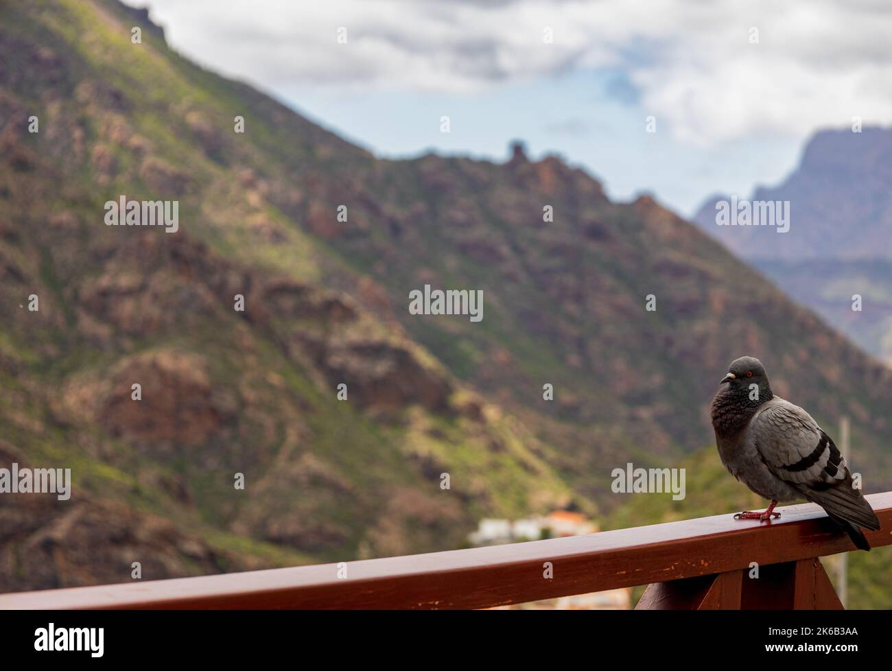 Taube vor der Kulisse der Berge, gran canaria, Kanarische Inseln Stockfoto