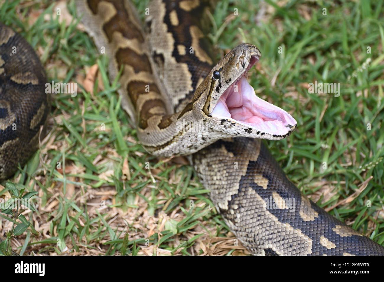 Ein Nahaufnahme-Bild einer südafrikanischen Felsenpython, die ihren Mund öffnet, auf der Kalimba Reptile Farm in Lusaka, Sambia. Stockfoto