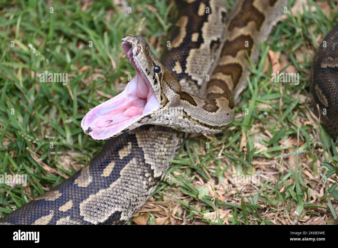 Ein Nahaufnahme-Bild einer südafrikanischen Felsenpython, die ihren Mund öffnet, auf der Kalimba Reptile Farm in Lusaka, Sambia. Stockfoto