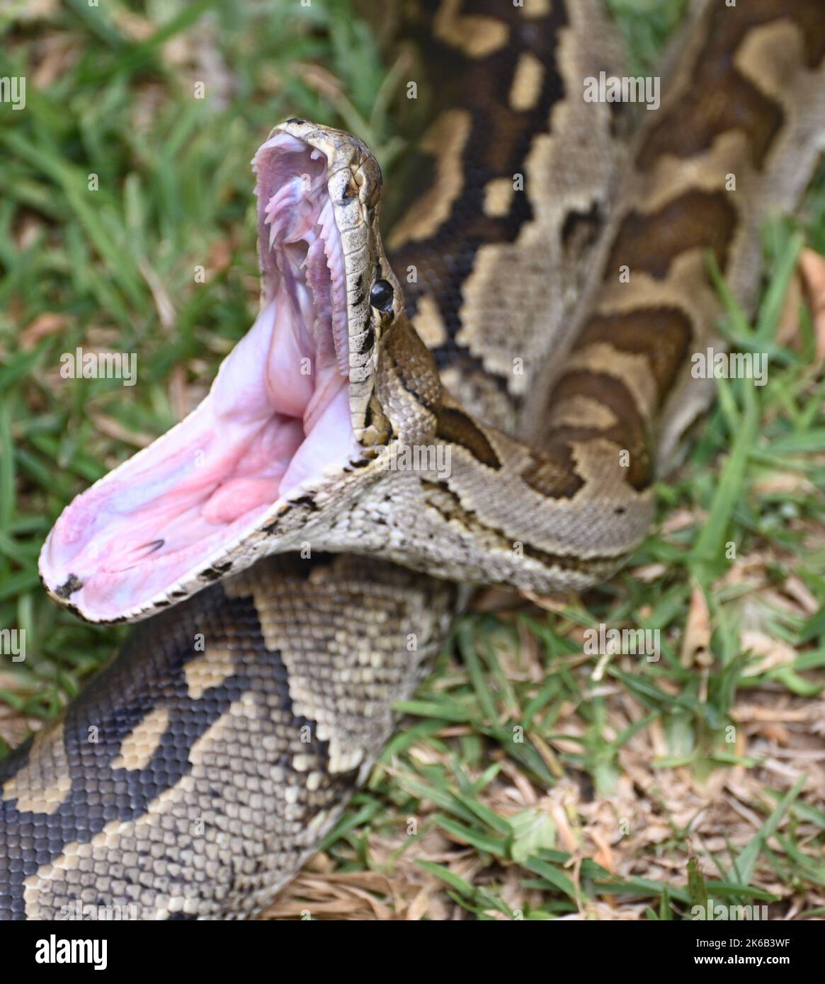 Ein Nahaufnahme-Bild einer südafrikanischen Felsenpython, die ihren Mund öffnet, auf der Kalimba Reptile Farm in Lusaka, Sambia. Stockfoto