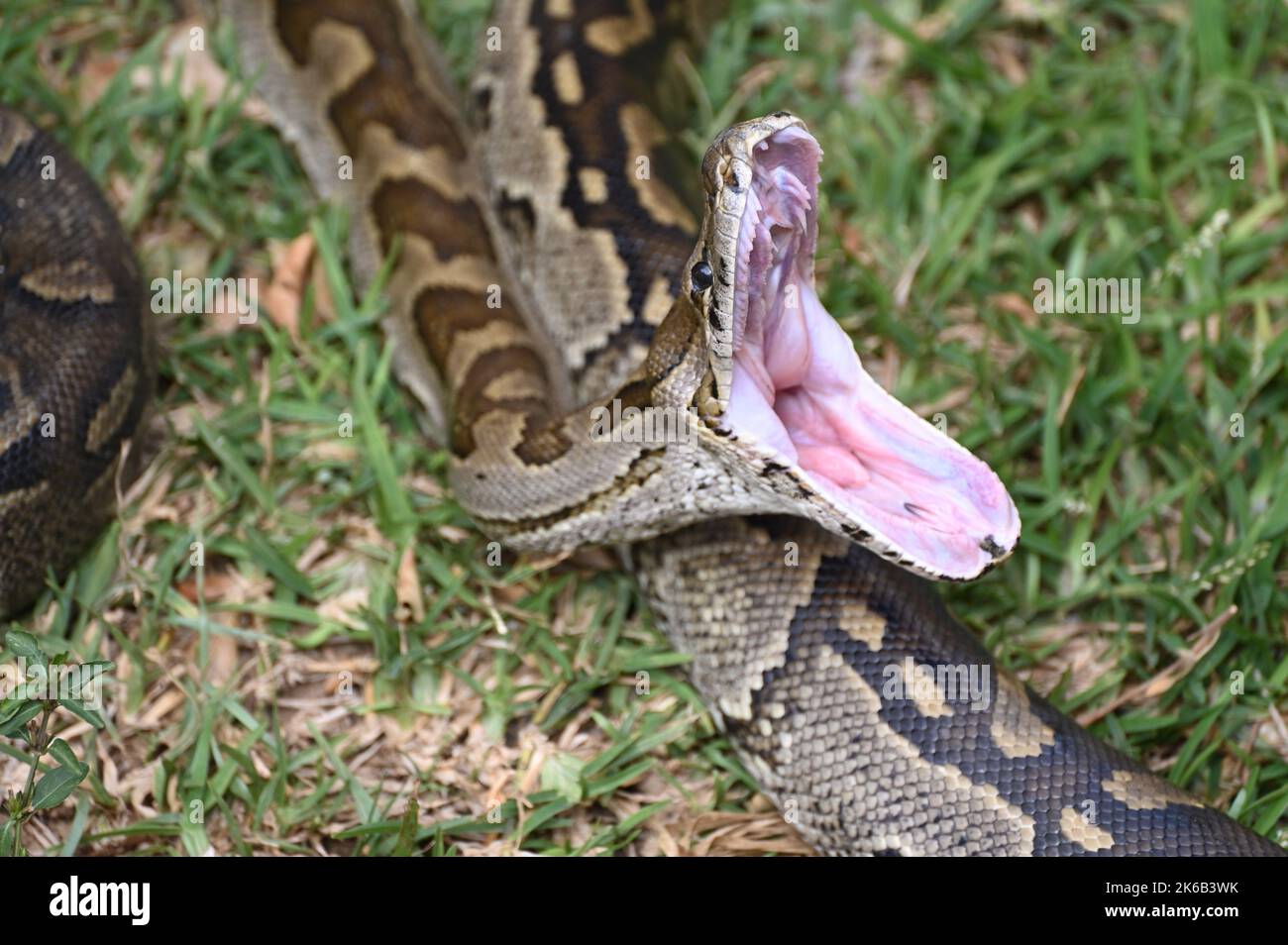 Ein Nahaufnahme-Bild einer südafrikanischen Felsenpython, die ihren Mund öffnet, auf der Kalimba Reptile Farm in Lusaka, Sambia. Stockfoto