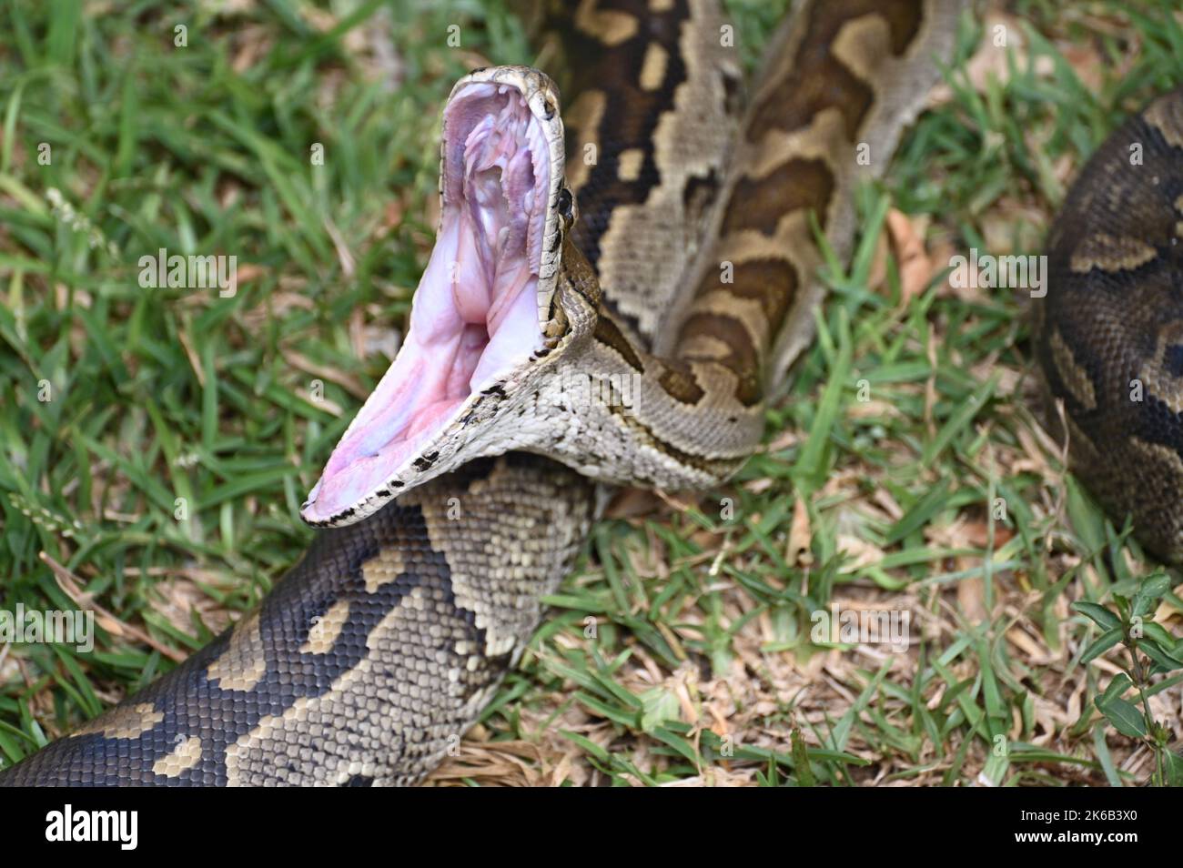 Ein Nahaufnahme-Bild einer südafrikanischen Felsenpython, die ihren Mund öffnet, auf der Kalimba Reptile Farm in Lusaka, Sambia. Stockfoto