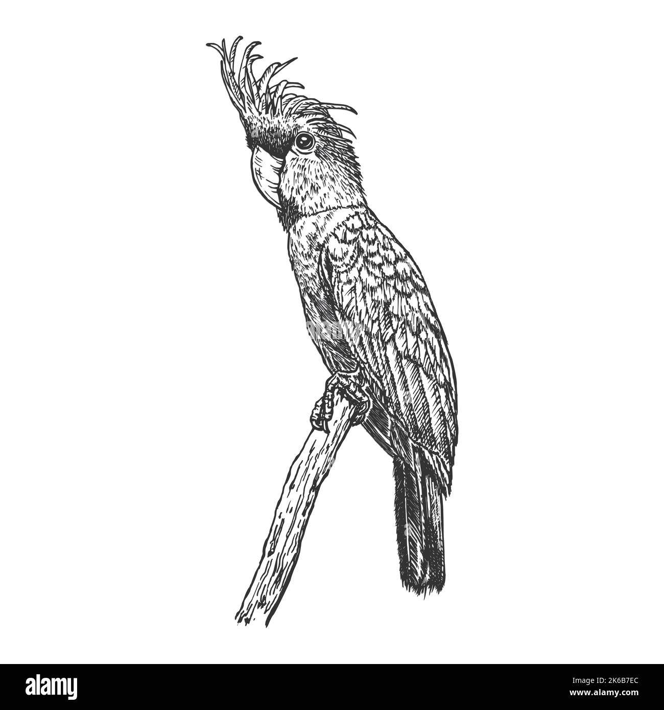 Papagei, handgezeichnet in Tinte realistische Skizze. Exotischer tropischer Vogel, der auf dem Ast sitzt. Outline Grafikdesign im Vintage-Stil. Isoliertes Bild des Tieres. Stock Vektor