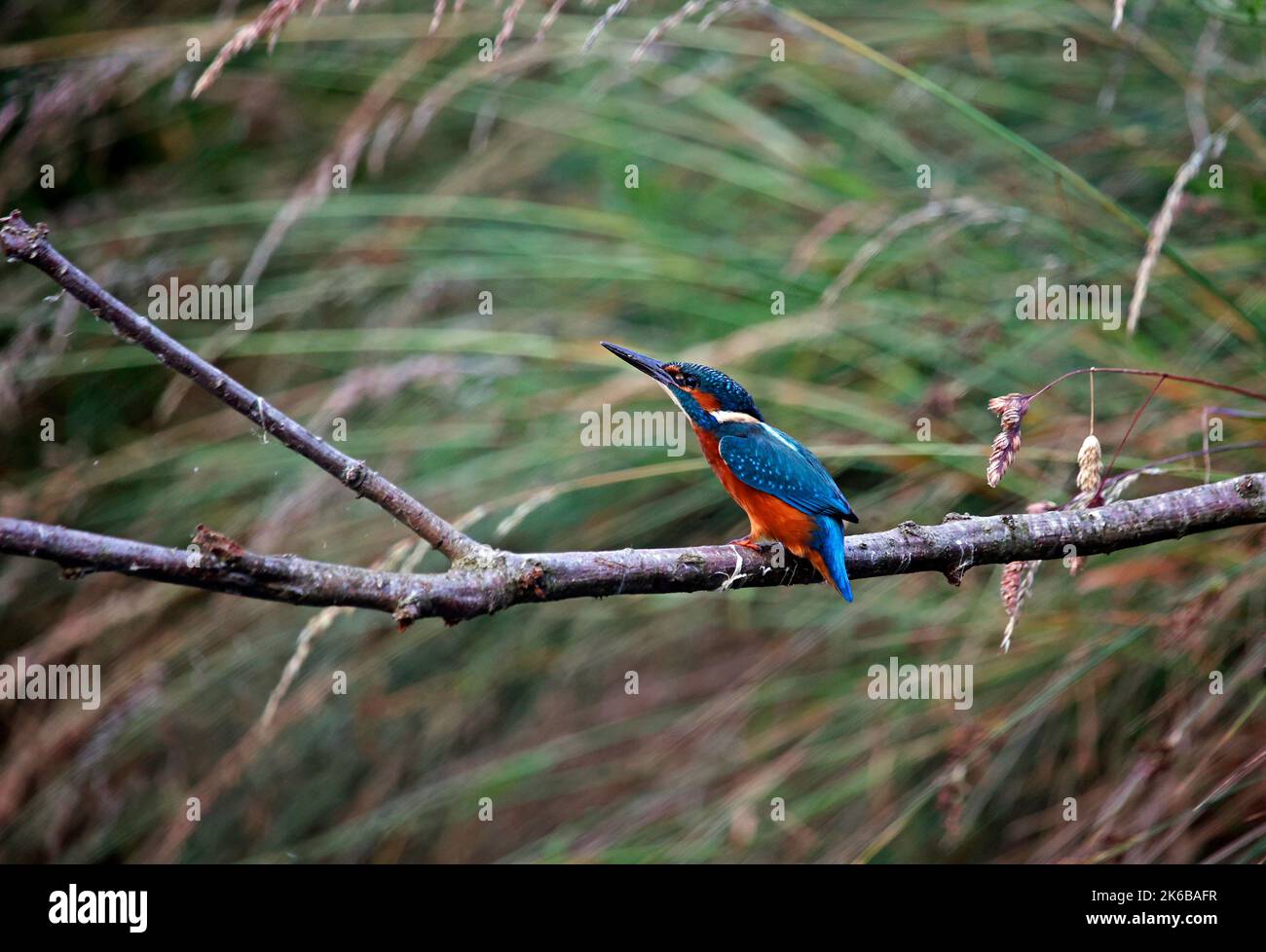 Jungvögel fischen am See Stockfoto