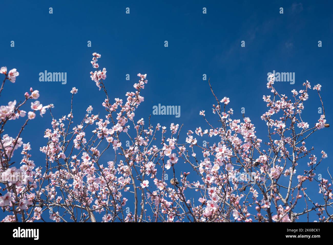 Mandelblüten vor blauem Himmel Hintergrund. Mandelblütenzweige. Speicherplatz kopieren Stockfoto