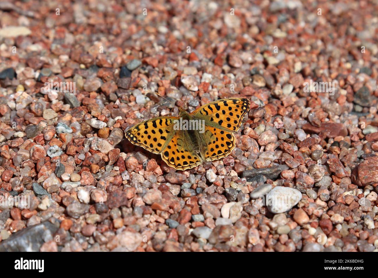 Zwei Plätze Fritillary (Brenthis hecate) am Strand in Tosor, Issyk Kul, Issyk Kul Region, Kirgisistan, Zentralasien Stockfoto