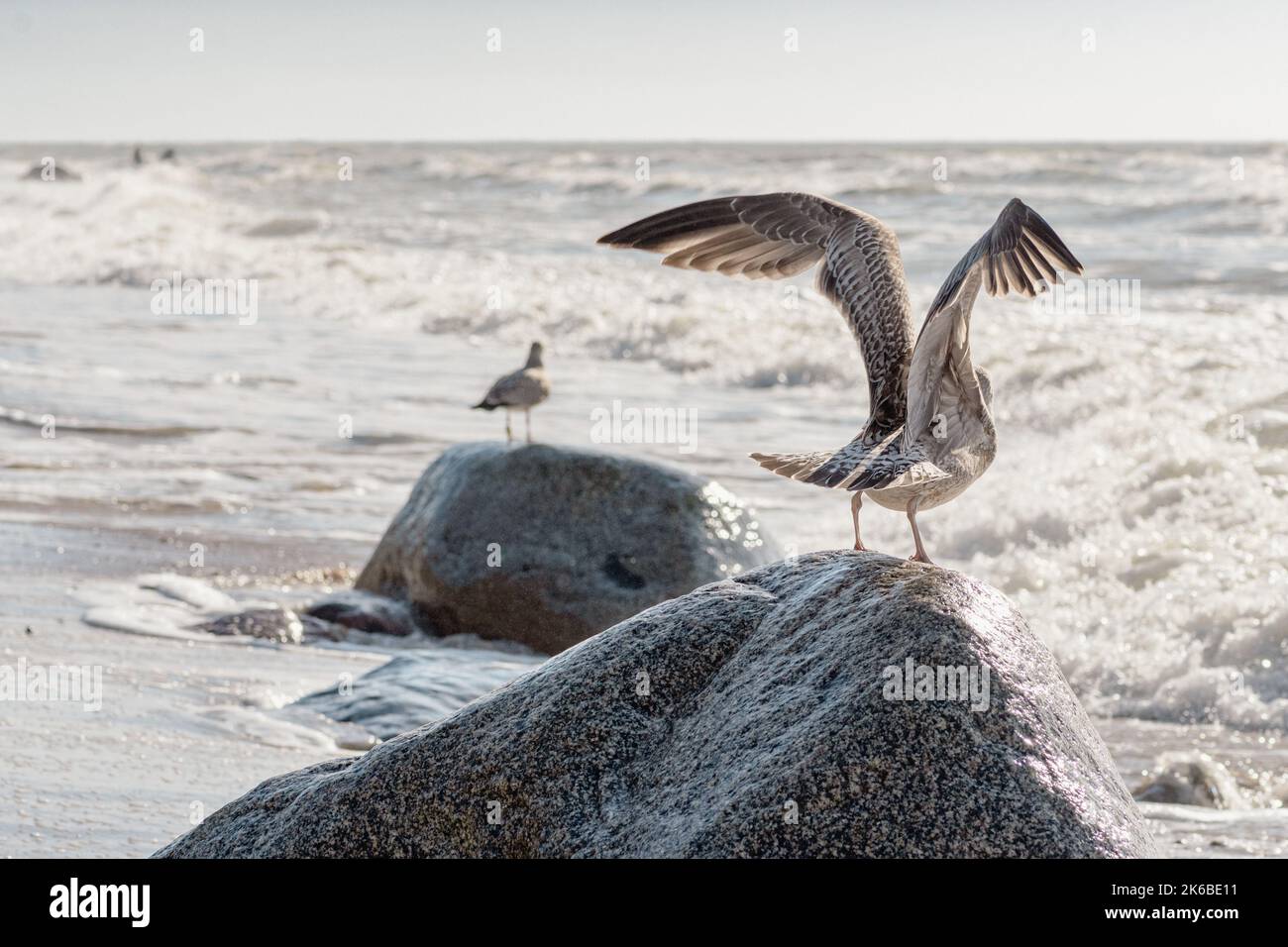 Wunderschöne Möwe, die auf den Wellen der Ostsee fliegt, senkrecht Stockfoto
