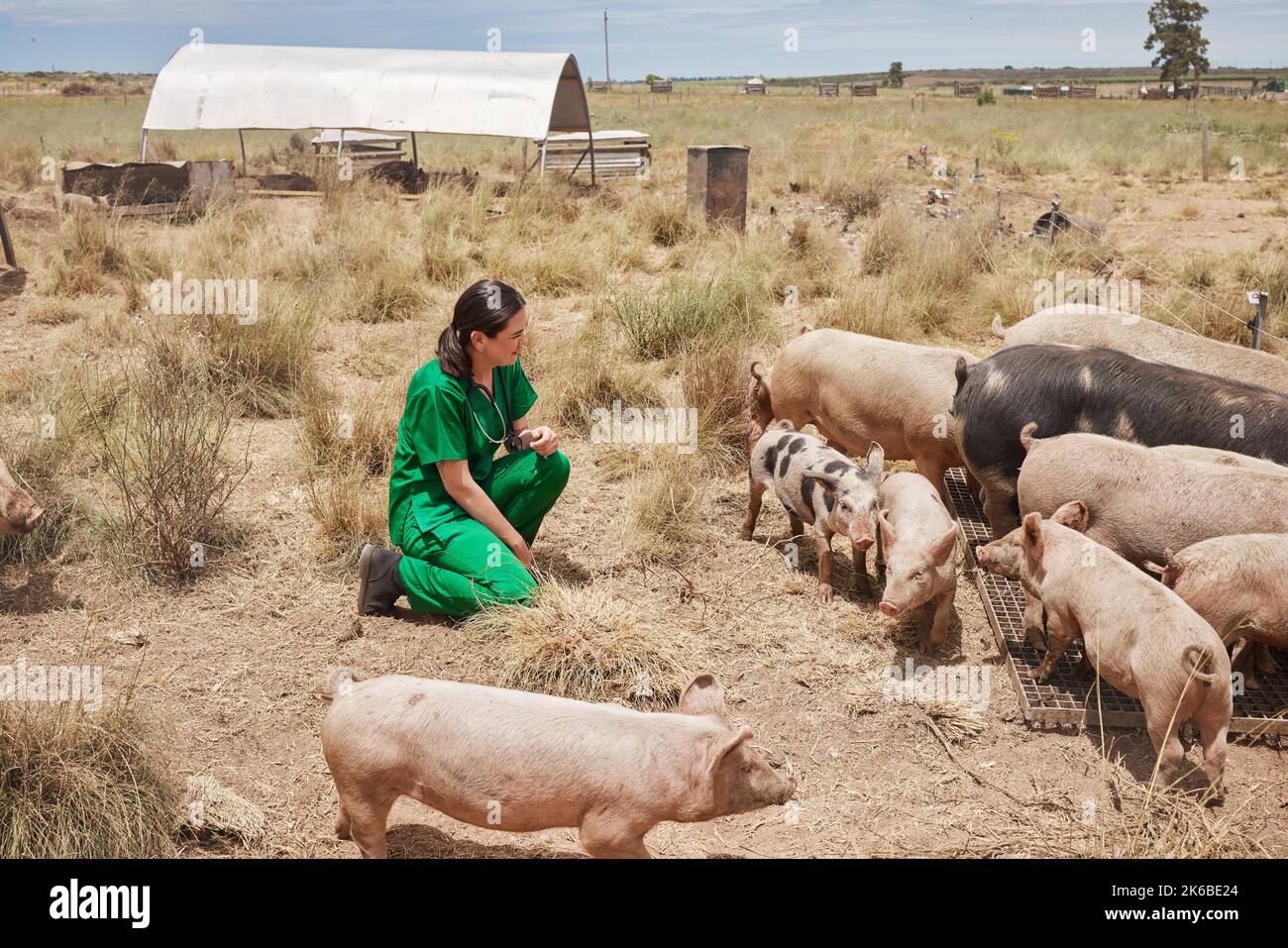 Meine Aufgabe ist es, Tierleiden zu verhindern und zu lindern. Eine Tierärztin auf einem Bauernhof mit Schweinen. Stockfoto