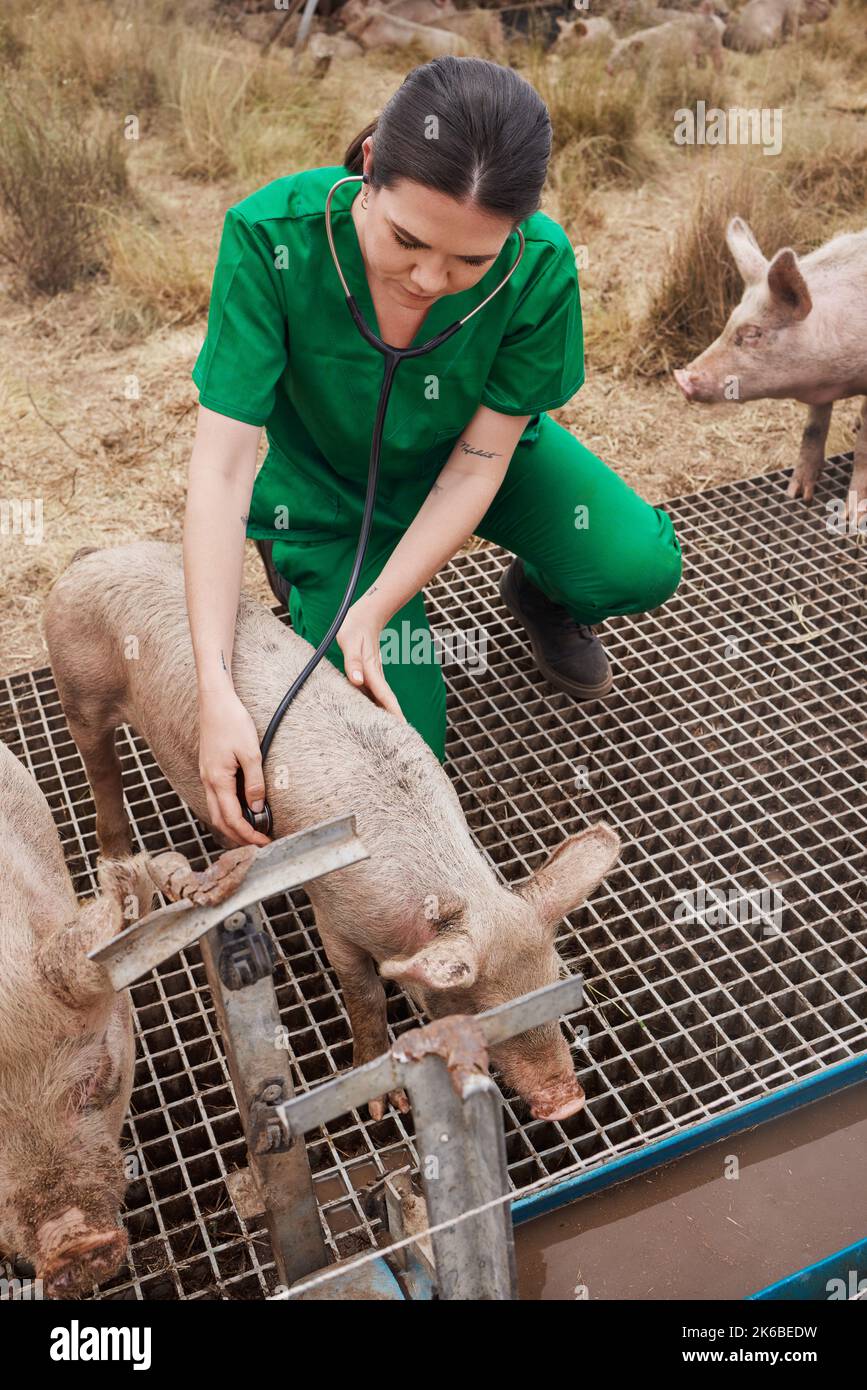Tiergesundheit ist ein Grundbedürfnis. Eine Tierärztin auf einem Bauernhof mit Schweinen. Stockfoto