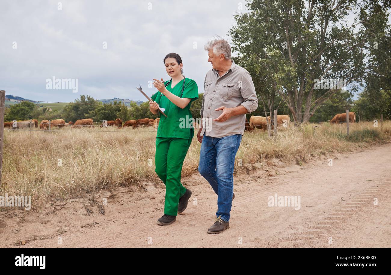 Landwirte und Tierärzte haben eine direkte Rolle bei der Beeinträchtigung des Tierschutzes. Ein Tierarzt spricht mit einem reifen Mann auf seinem Hof. Stockfoto
