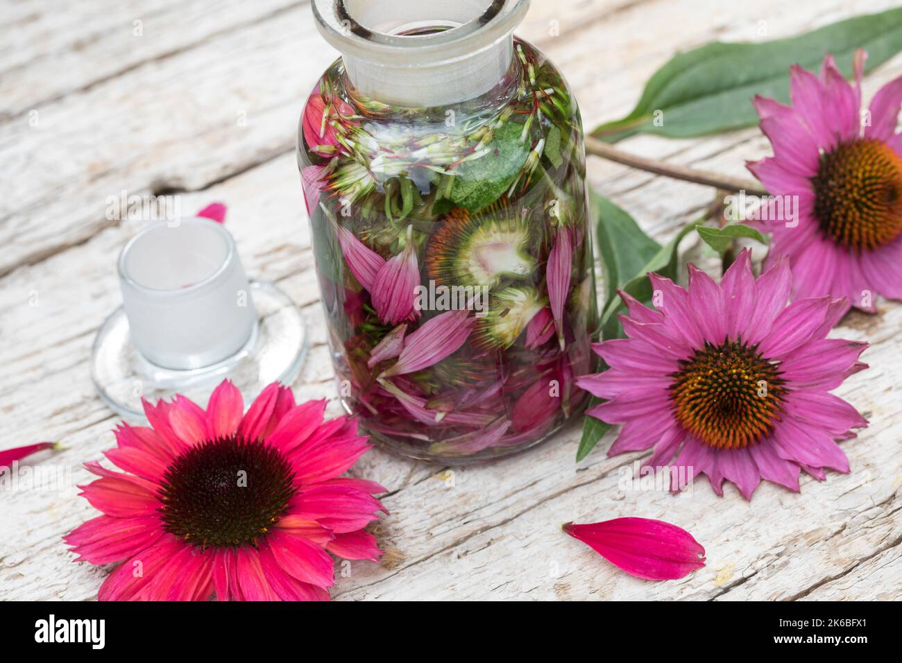 Sonnenhut-Tinktur, Sonnenhut, Tinktur, Tinkturen, alkoholischer Auszug aus Blüten und Blättern, Sonnenhut-Kraut, Igelkopf, Echinacea spec., Rudbeckia Stockfoto