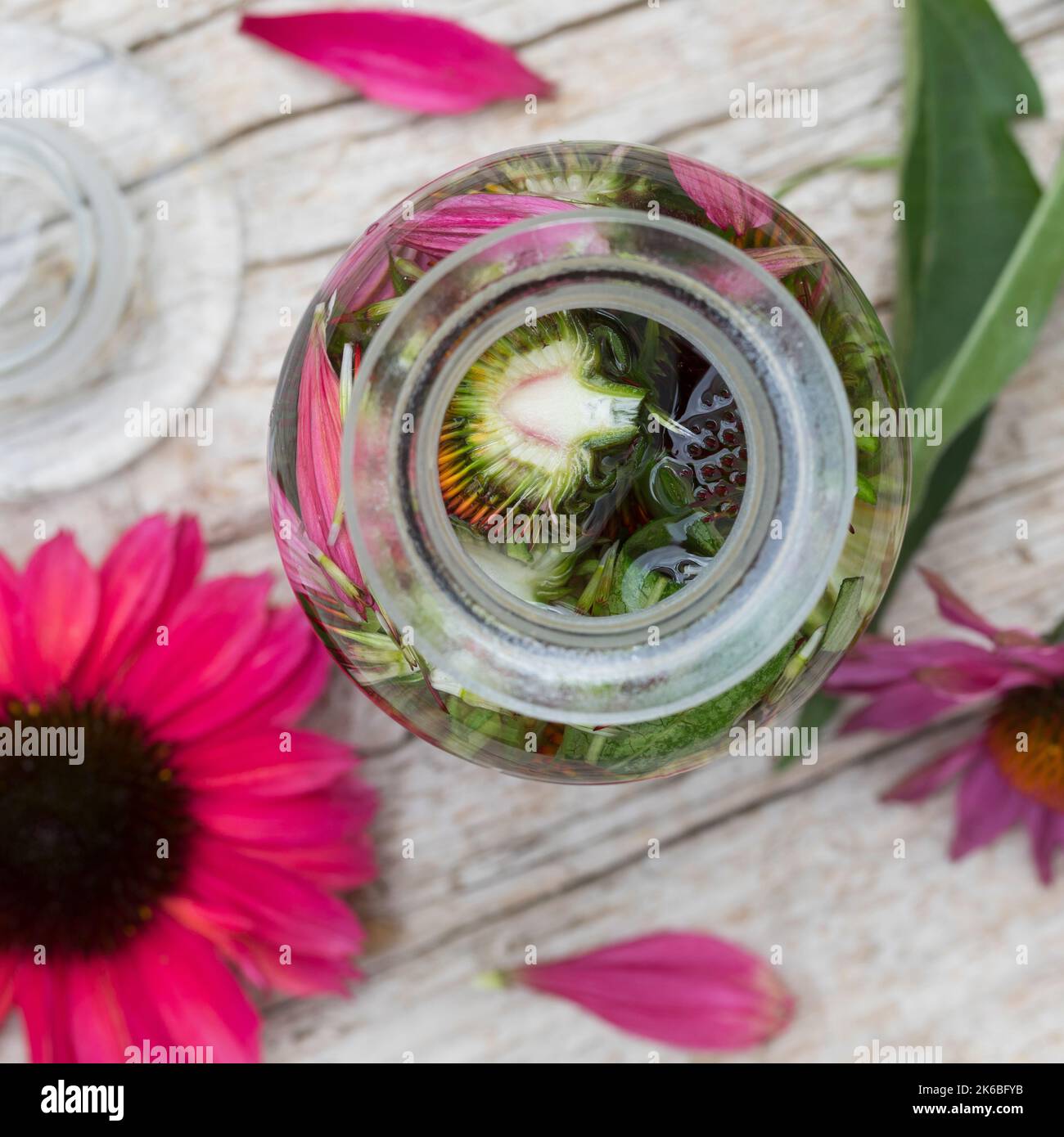 Sonnenhut-Tinktur, Sonnenhut, Tinktur, Tinkturen, alkoholischer Auszug aus Blüten und Blättern, Sonnenhut-Kraut, Igelkopf, Echinacea spec., Rudbeckia Stockfoto