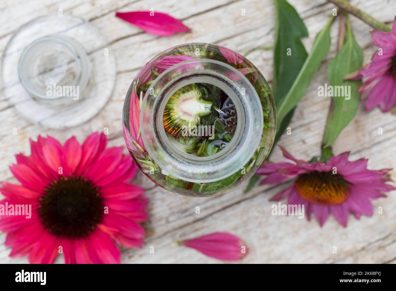 Sonnenhut-Tinktur, Sonnenhut, Tinktur, Tinkturen, alkoholischer Auszug aus Blüten und Blättern, Sonnenhut-Kraut, Igelkopf, Echinacea spec., Rudbeckia Stockfoto