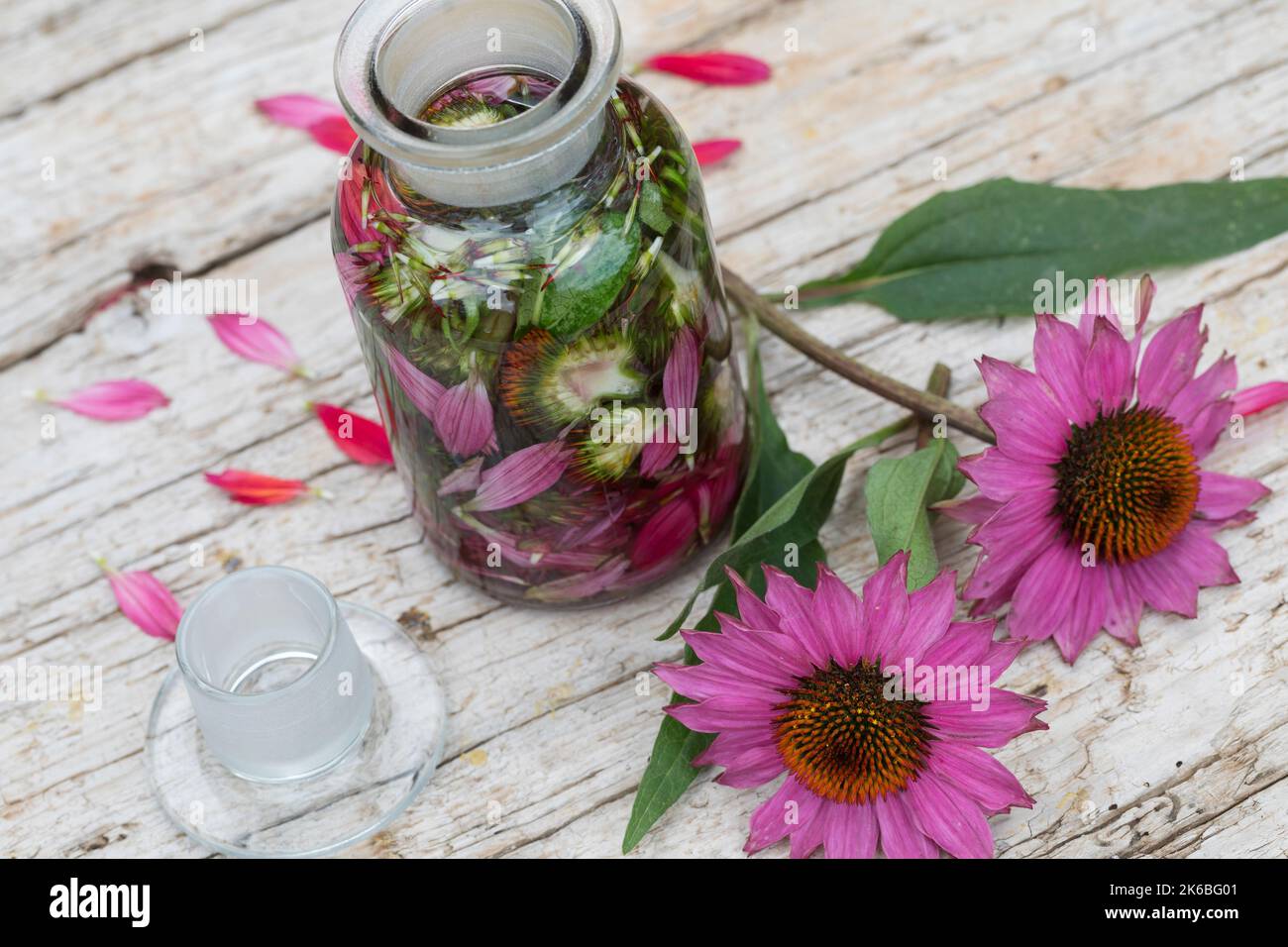 Sonnenhut-Tinktur, Sonnenhut, Tinktur, Tinkturen, alkoholischer Auszug aus Blüten und Blättern, Sonnenhut-Kraut, Igelkopf, Echinacea spec., Rudbeckia Stockfoto
