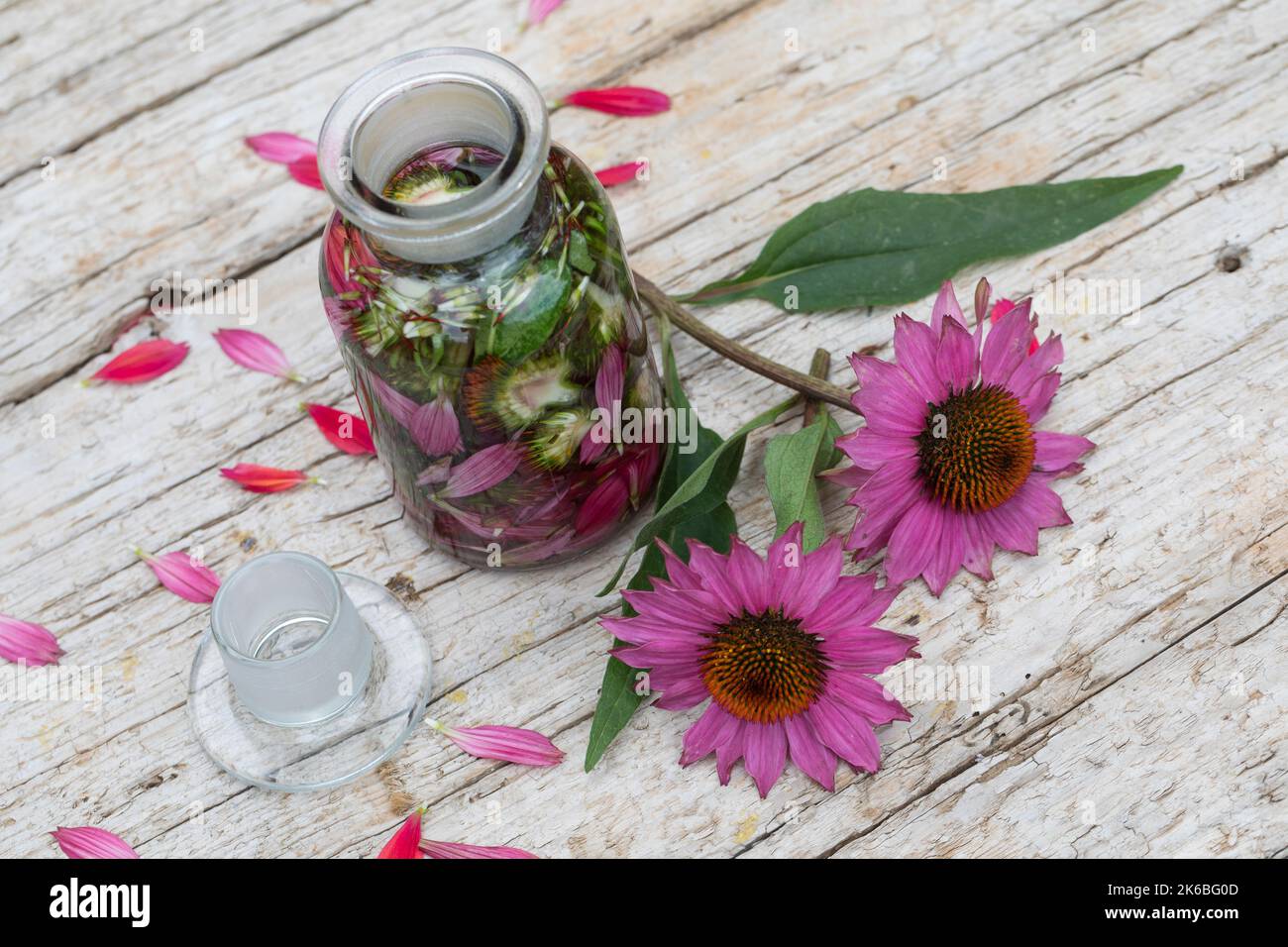 Sonnenhut-Tinktur, Sonnenhut, Tinktur, Tinkturen, alkoholischer Auszug aus Blüten und Blättern, Sonnenhut-Kraut, Igelkopf, Echinacea spec., Rudbeckia Stockfoto
