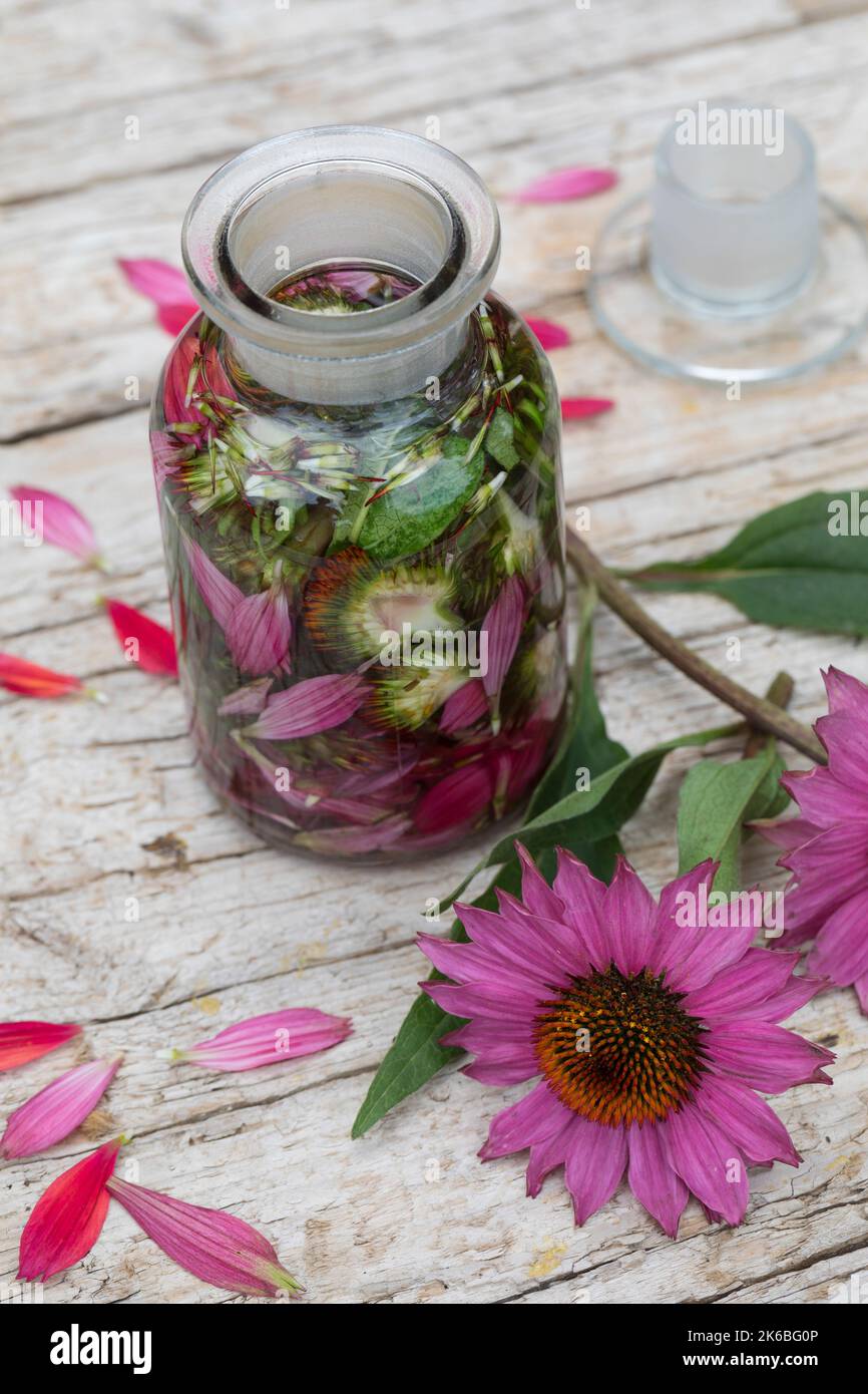 Sonnenhut-Tinktur, Sonnenhut, Tinktur, Tinkturen, alkoholischer Auszug aus Blüten und Blättern, Sonnenhut-Kraut, Igelkopf, Echinacea spec., Rudbeckia Stockfoto