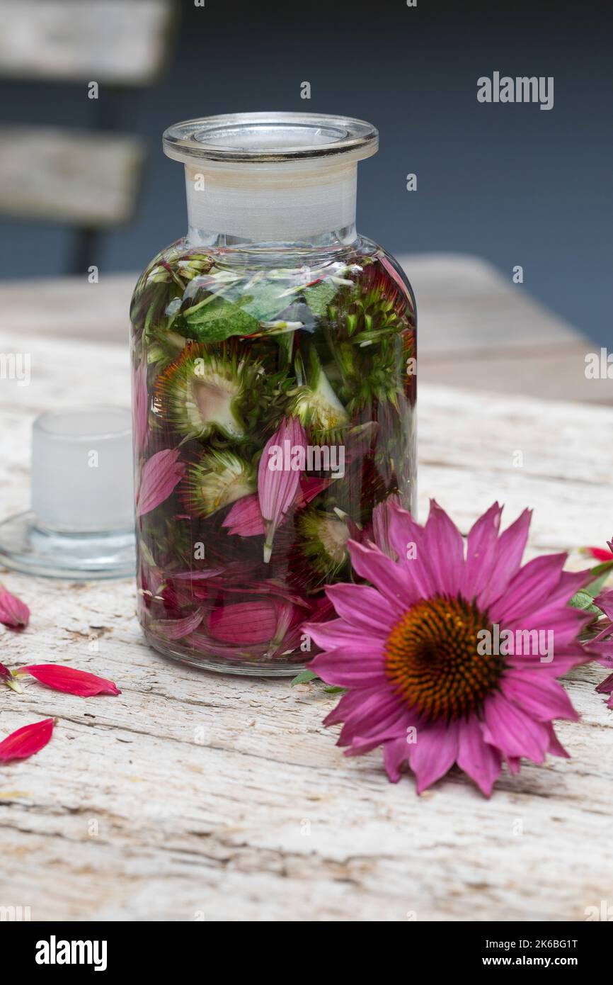 Sonnenhut-Tinktur, Sonnenhut, Tinktur, Tinkturen, alkoholischer Auszug aus Blüten und Blättern, Sonnenhut-Kraut, Igelkopf, Echinacea spec., Rudbeckia Stockfoto