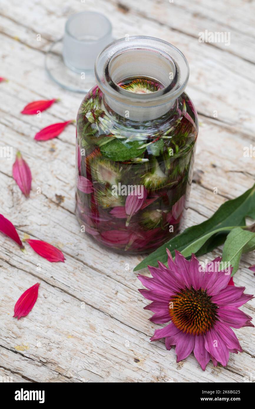 Sonnenhut-Tinktur, Sonnenhut, Tinktur, Tinkturen, alkoholischer Auszug aus Blüten und Blättern, Sonnenhut-Kraut, Igelkopf, Echinacea spec., Rudbeckia Stockfoto