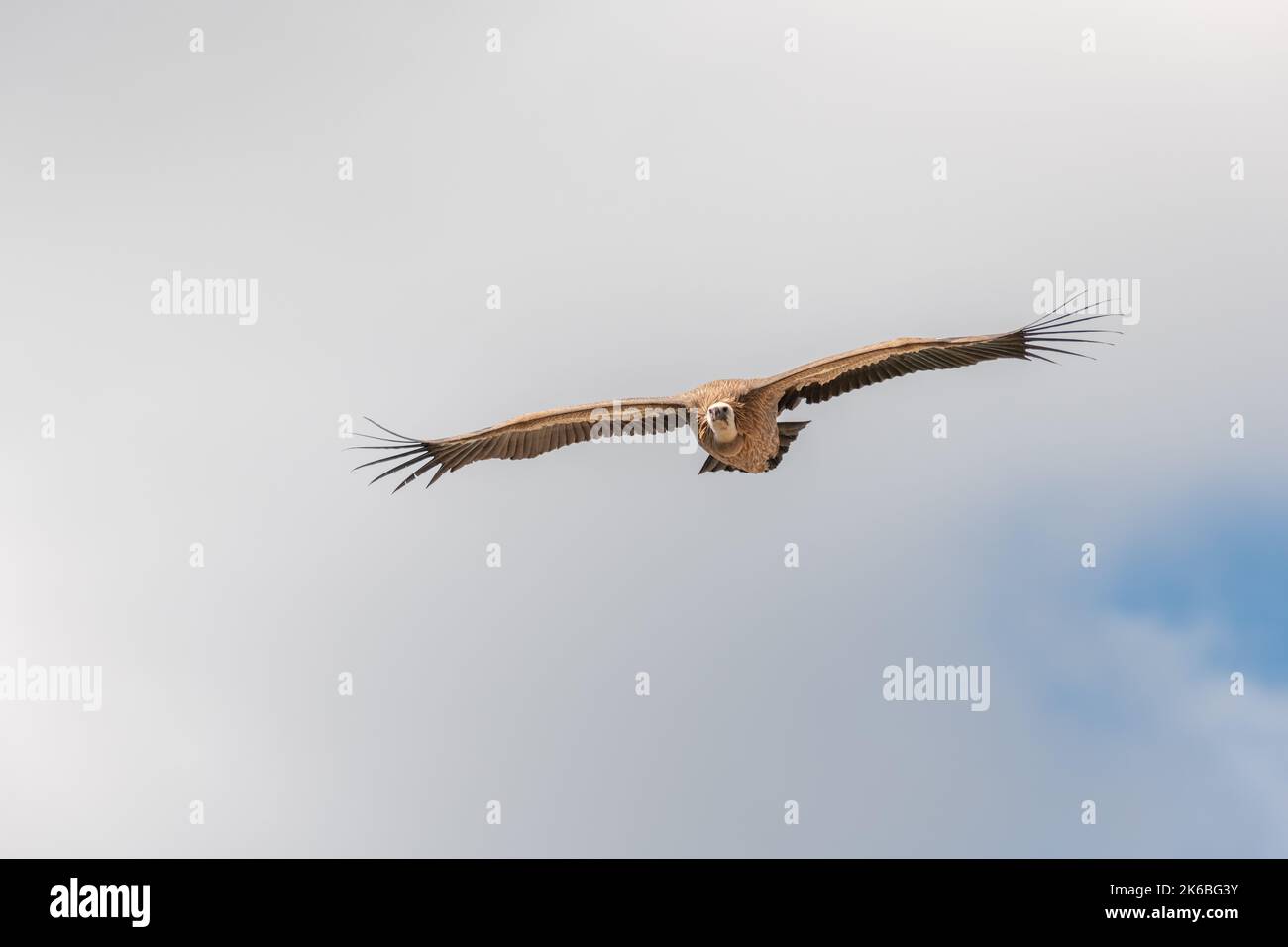 Griffon-Geier (Fulvus) schweben in warmer Luft und thermieren morgens Strömungen. Nationalpark Cevennes, Frankreich. Stockfoto