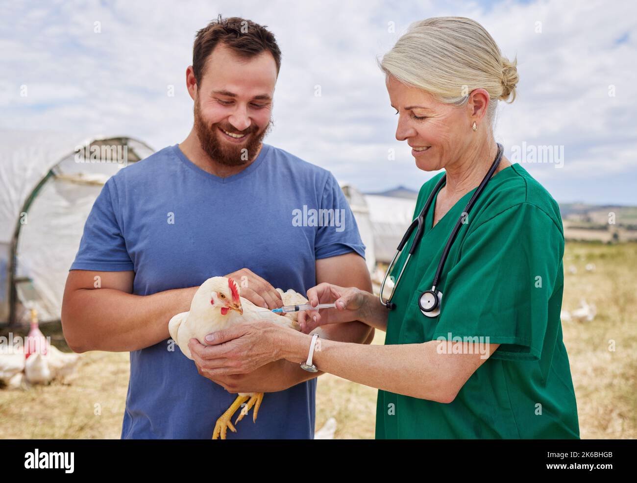 Weil gesunde Hühner produktiver und profitabler sind. Ein Tierarzt, der einem Huhn auf einer Geflügelfarm eine Injektion gibt. Stockfoto