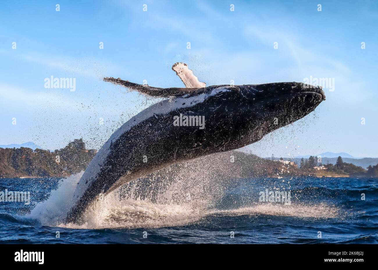 Ein brechender Buckelwal. New South Wales, Australien: DIESE UNGLAUBLICHEN Bilder zeigen einen 40-Tonnen-Buckel, der in einem unglaublichen B aus dem Wasser rast Stockfoto