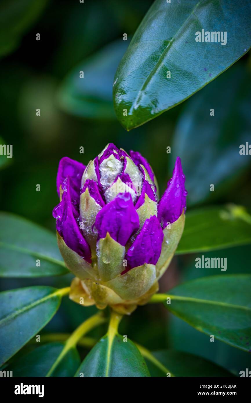 Eine vertikale Nahaufnahme einer purpurnen Rhododendronblüte, die mit Regentropfen bedeckt ist Stockfoto