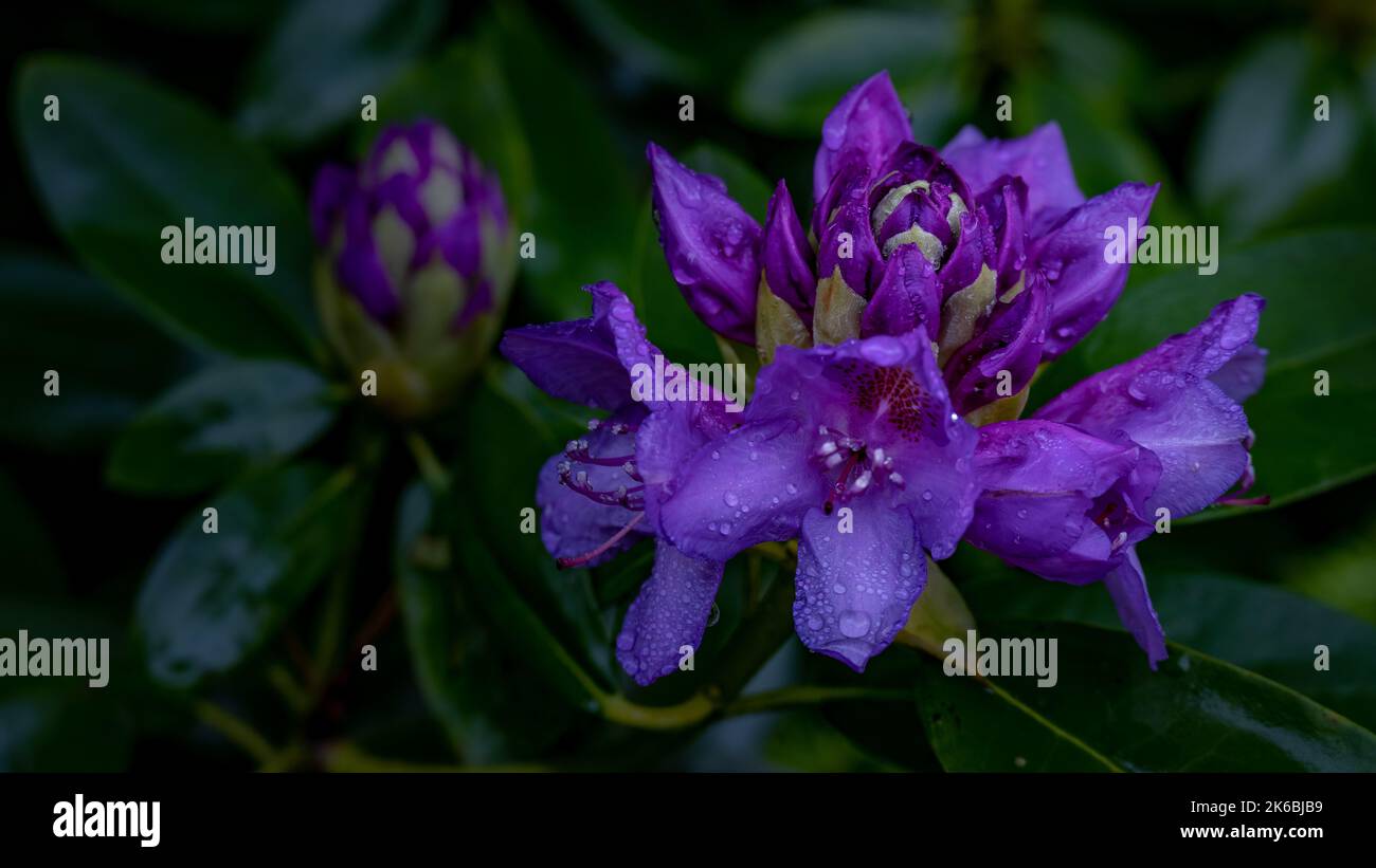 Eine Nahaufnahme von purpurnen Rhododendron-Blütenblättern, die von Regentropfen bedeckt sind und von oben aufgenommen wurden Stockfoto