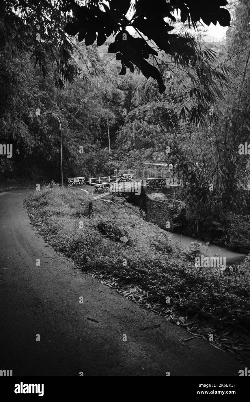 Monochrom-Foto, Ein Pfad in einem Bambuswald, Cikancung - Indonesien Stockfoto