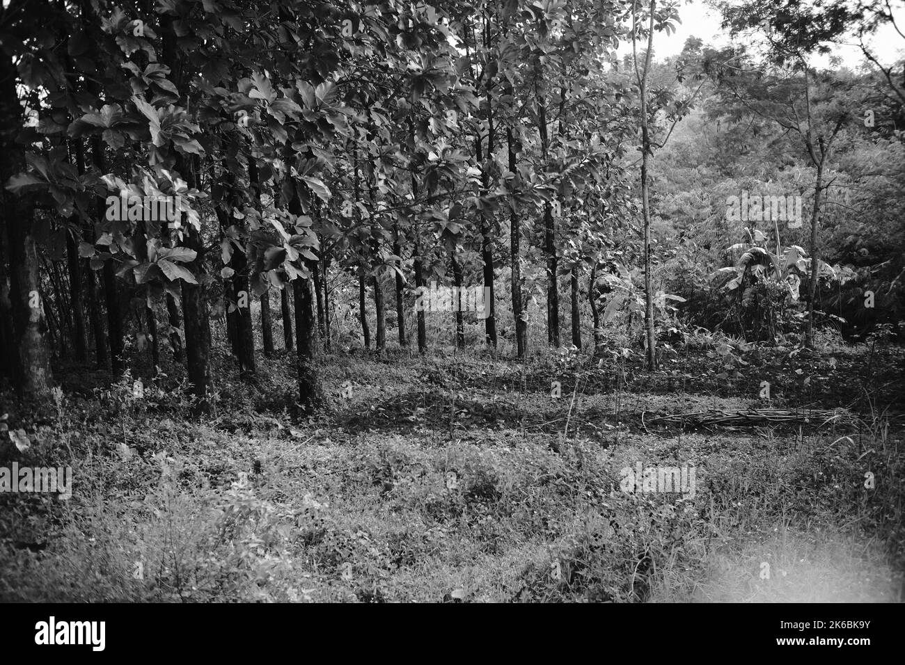 Monochrom-Fotos, die Atmosphäre eines ruhigen und dunklen Waldes im Cikancung-Gebiet Stockfoto