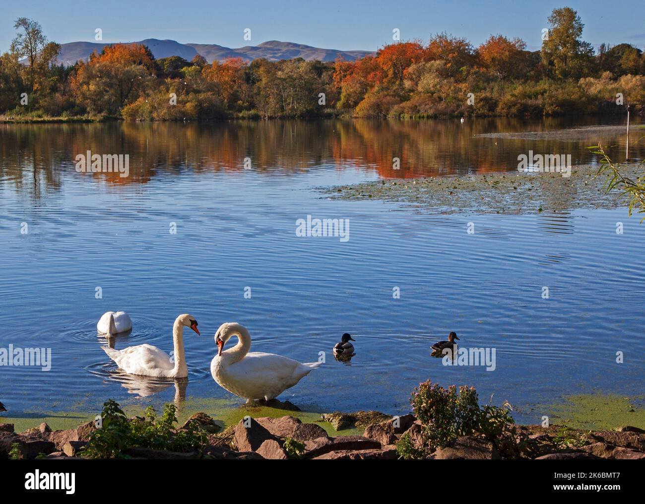 Duddingston, Edinburgh, Schottland. VEREINIGTES KÖNIGREICH. 13.. Oktober 2022. Herbstfarbenes Laub und die Pentland Hills im Hintergrund des Duddingston Loch mit Mute Swans (Cygnus olor) und Mallard Ducks im Vordergrund an einem sonnigen kühlen Morgen, der bei Sonnenaufgang bei 4 Grad Celsius begann und am späten Morgen auf 12 Grad Anstieg. Quelle: Arch White/alamy Live News Stockfoto