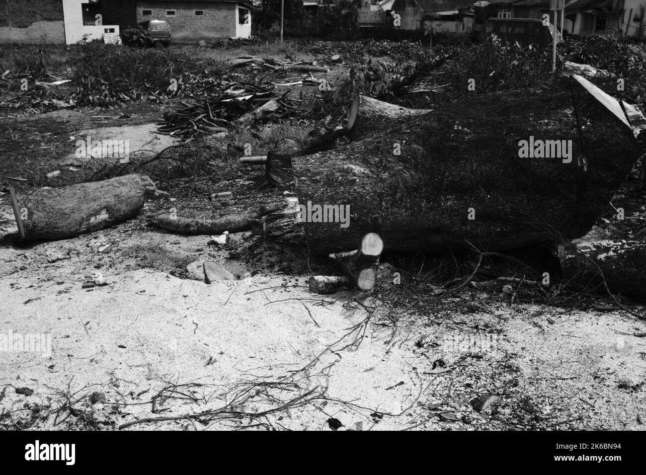 Monochrom-Foto, Trümmer von Stamm und Zweige von einem gefällten Baum, Cikancung - Indonesien Stockfoto