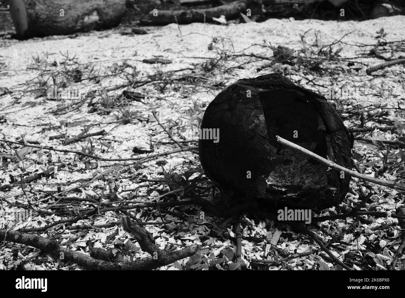 Monochrome Aufnahme, Kokosnussfrucht mit Löchern und Verrottung im Cikancung-Gebiet - Indonesien Stockfoto