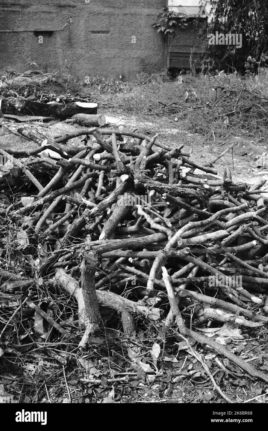 Monochrom-Foto, Trümmer von Stamm und Zweige von einem gefällten Baum, Cikancung - Indonesien Stockfoto