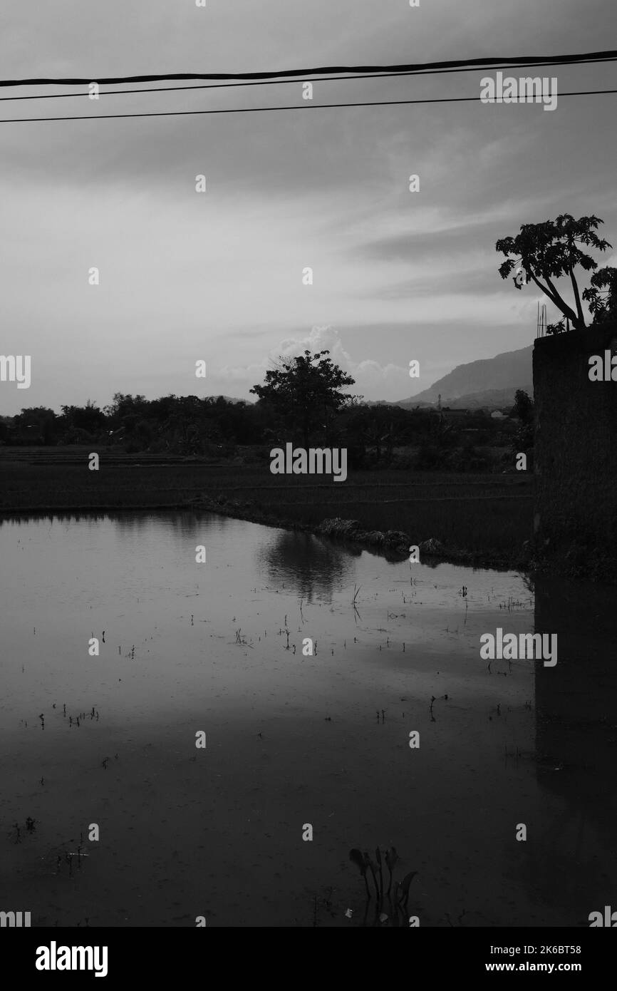 Monochrome Aufnahme, Spiegelung des Wasserteiches des ehemaligen Reisfeldes im Cikancung-Gebiet - Indonesien Stockfoto