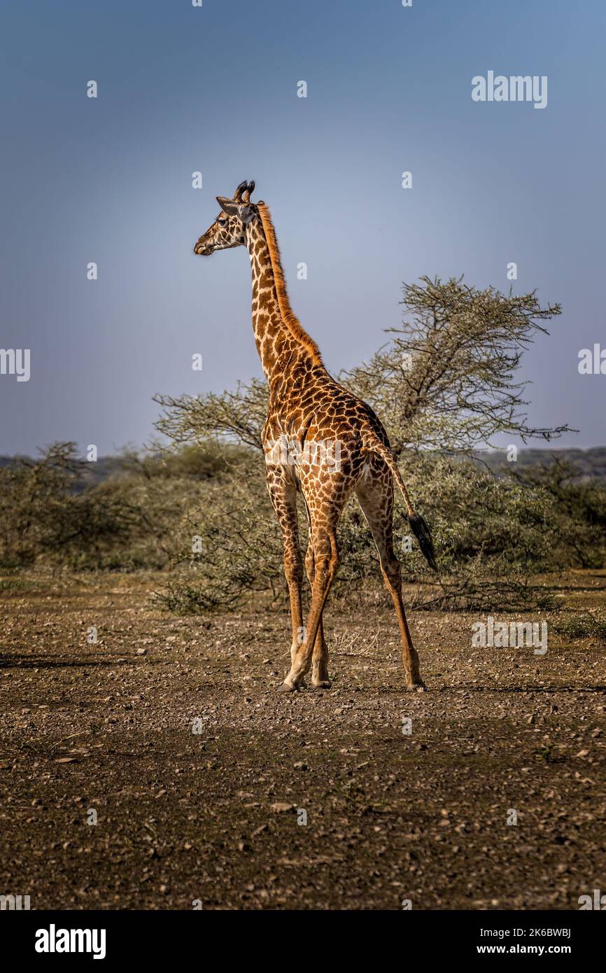 Eine einzige Giraffe im Serengeti Nationalpark, Tansania Stockfoto