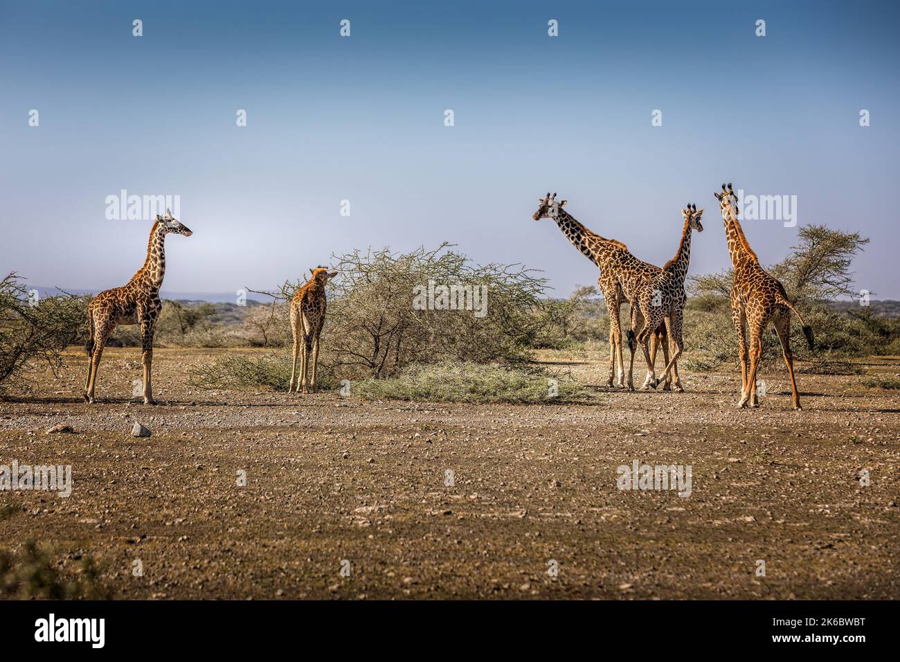 Eine Gruppe von Giraffen grast im Serengeti Nationalpark, Tansania Stockfoto