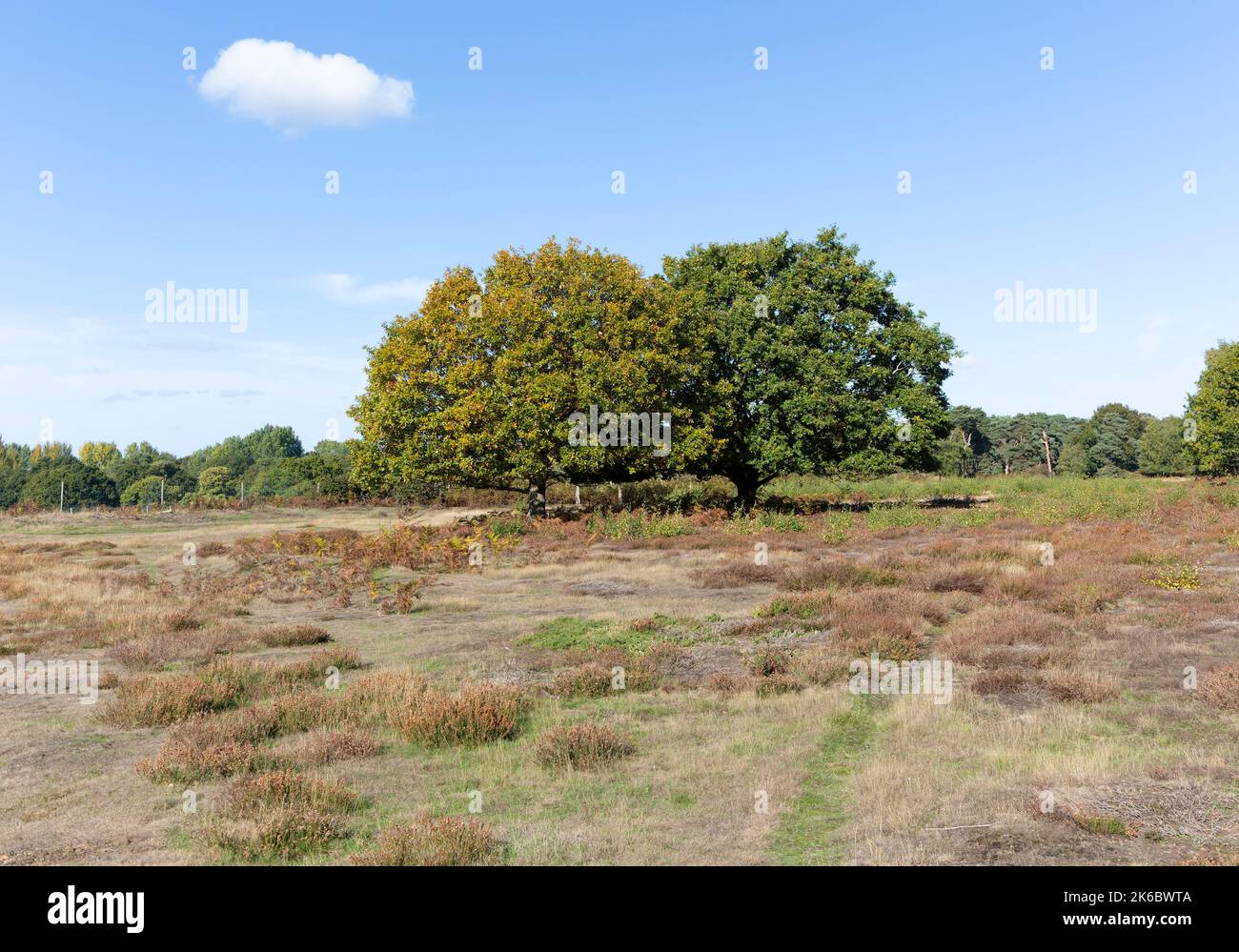 Zwei Eichen 'quercus robur', die auf Heide wachsen, Upper Hollesley Common Heath, Suffolk, England, Großbritannien Stockfoto