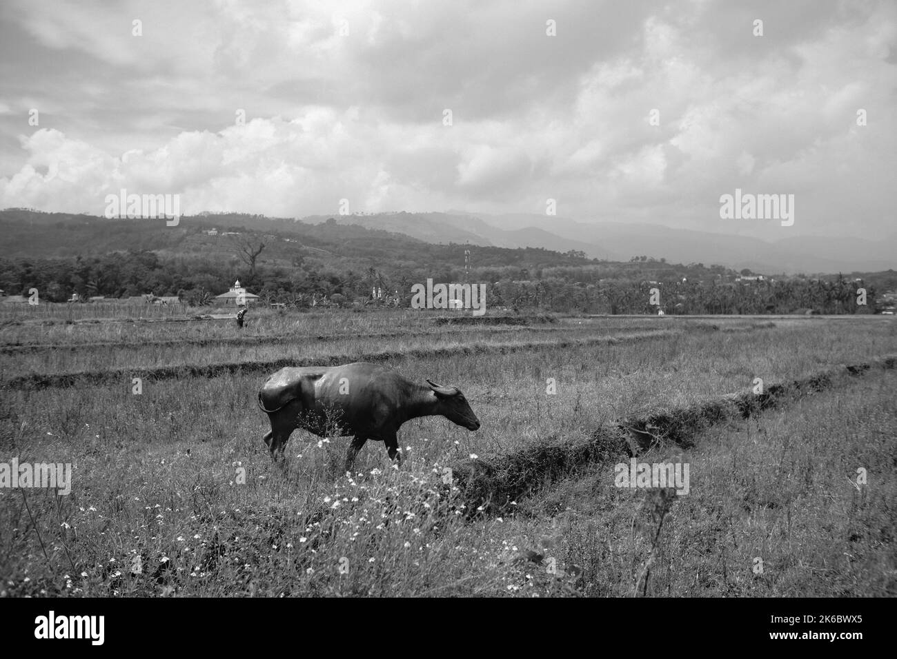 Monochromes Foto, Ein Büffel, der mitten in einem Reisfeld herumstreift, Cikancung - Indonesien Stockfoto