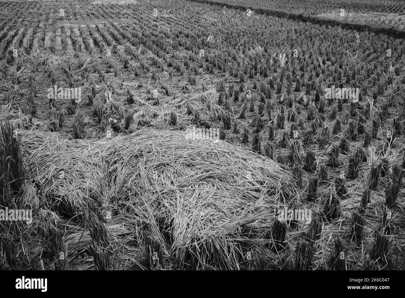 Geerntetes Getreide, Ansicht von Reisfeldern und Heuhaufen, die geerntet wurden, Cikancung - Indonesien Stockfoto