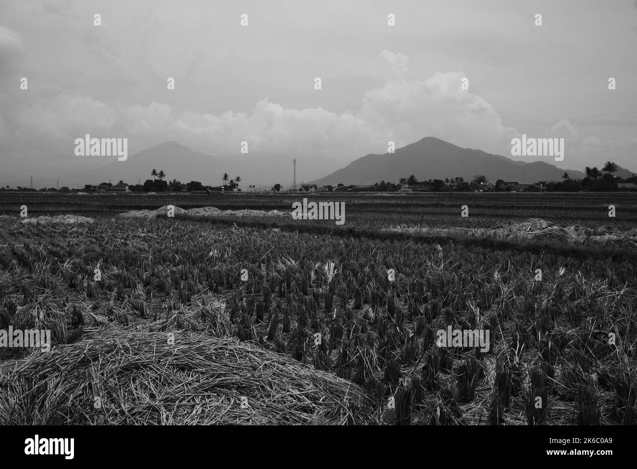 Geerntetes Getreide, Ansicht von Reisfeldern und Heuhaufen, die geerntet wurden, Cikancung - Indonesien Stockfoto