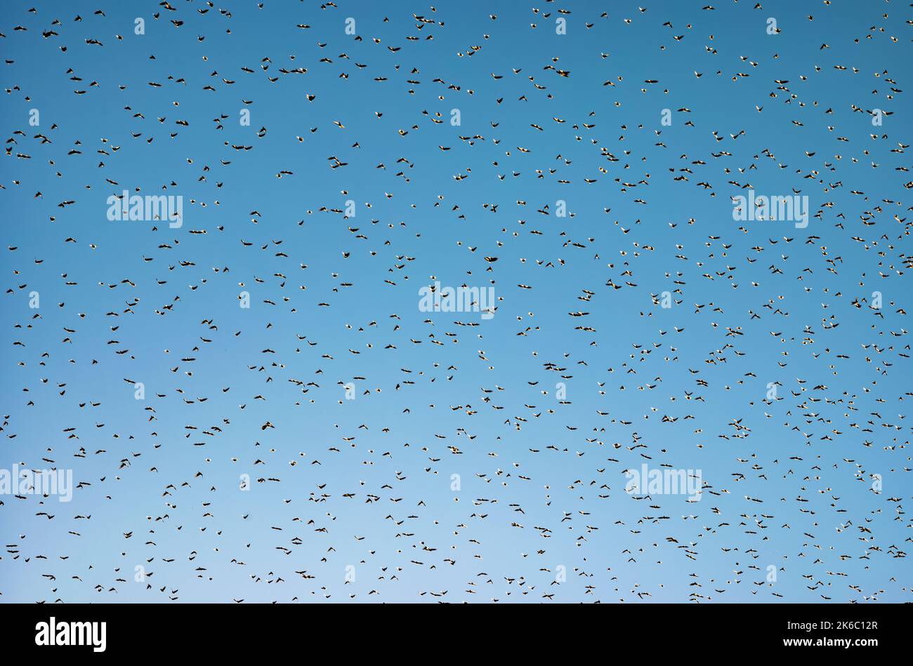 Ein Schwarm oder Murren von Staren zieht in den Himmel über Worthing an der Südküste Englands iun West Sussex, Großbritannien. Stockfoto