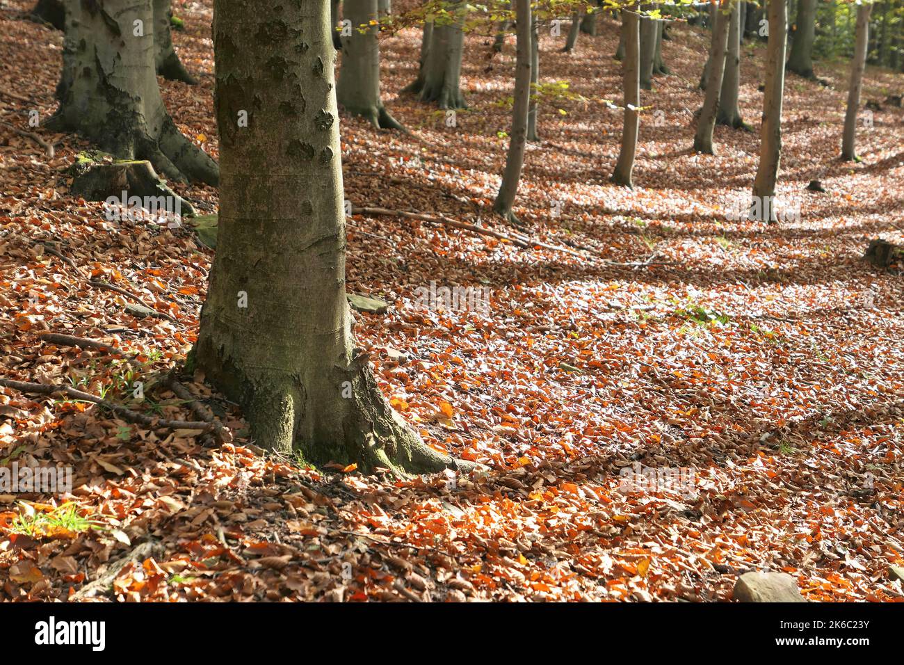 Sonnenlicht im Buchenwald im Herbst. Abgefallene Blätter. Stockfoto