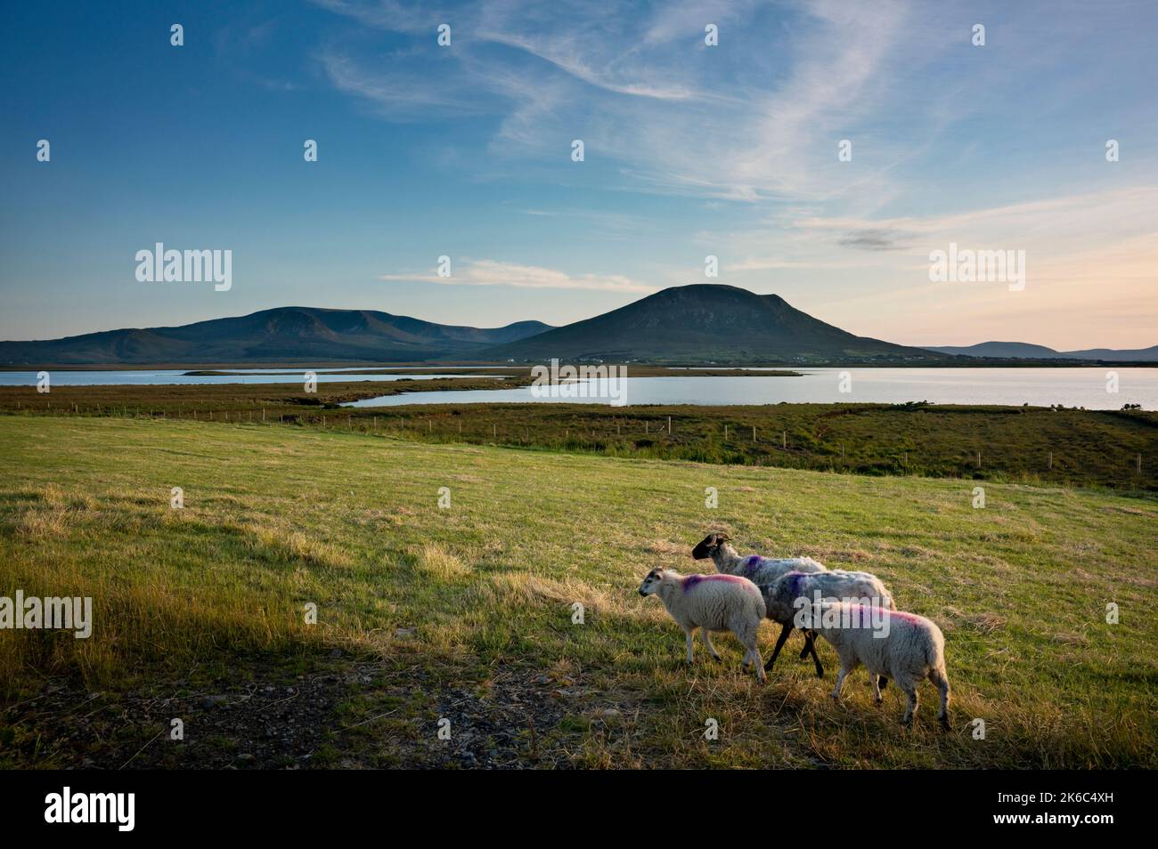 Schafe grasen irgendwo an der Küste an der N59 zwischen Bangor Erris und Mulrany, Grafschaft Mayo, Irland. Stockfoto