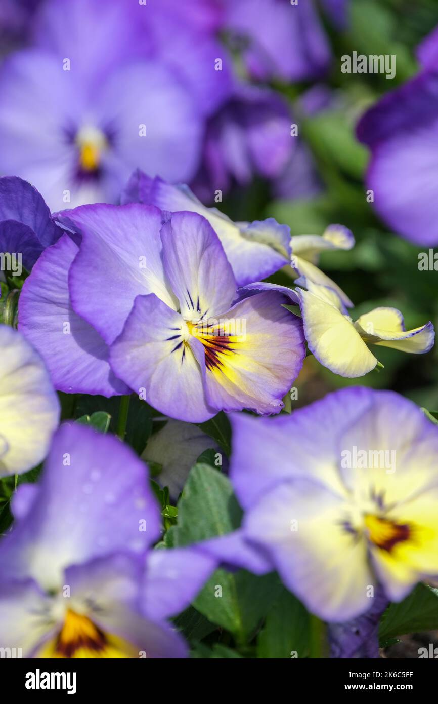 Viola Grandisimo F1 EISIGER BLAUER RIESE PANSY. Nahaufnahme von gelb zentrierten, blassblauen Blüten Stockfoto
