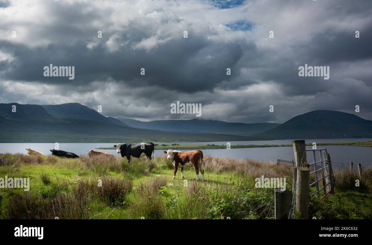 Kühe am Ufer von Lough Feeagh, Grafschaft Mayo, Irland. Eine wunderschöne Lage in einer dünn besiedelten Gegend. Stockfoto