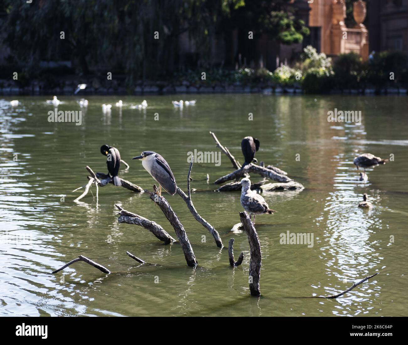 Vögel im Teich im Palast der bildenden Künste, San Francisco, Kalifornien Stockfoto