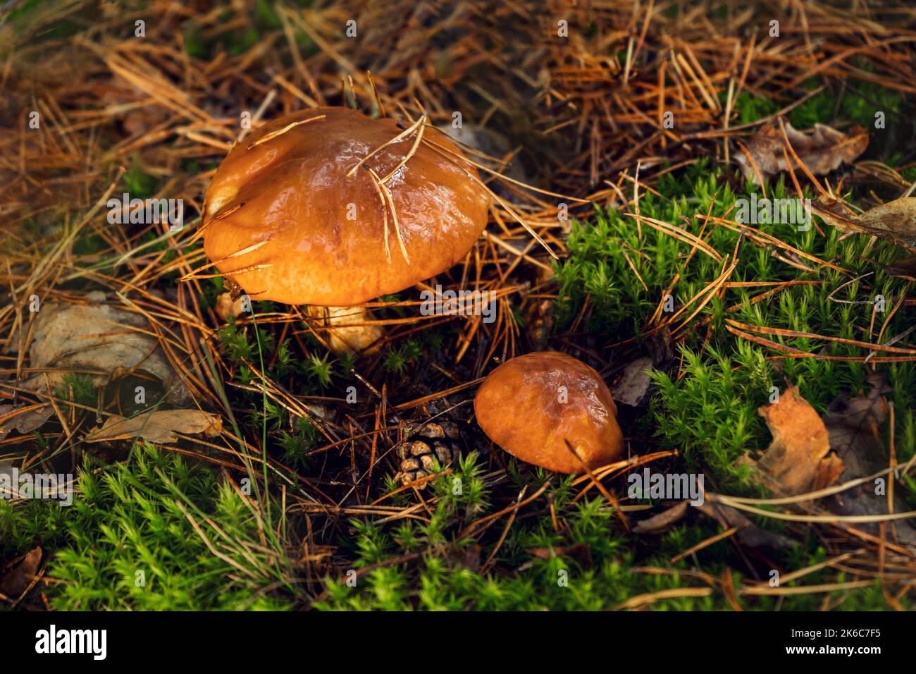 Essbarer Butterpilz auf einer Waldlichtung. Stockfoto